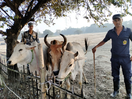 अवैध रुपमा भारततर्फ लादै गरेको पशुचौपया नियन्त्रणमा 