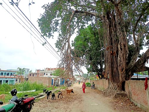 रुखको हांगा भाचेर बिजुलीको तारमा अड्किदा पनि हटाउन छैन कसैको चासो 