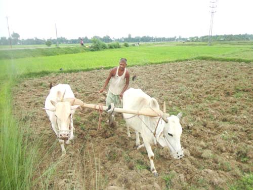 वर्षा नहुँदा धान रोपाई प्रभावित