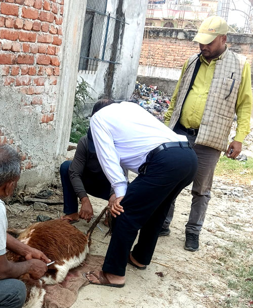 वेवारिसे फेला परेको बाछोको राजविराज  नगरपालिकाले ग¥यो उपचार