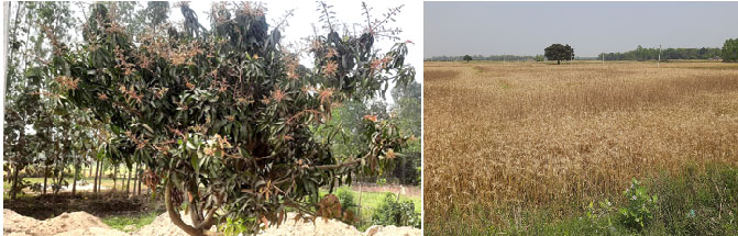 मौसम परिवर्तनले आँपको उत्पादनमा कमी आउने, हावाहुरी र बर्षाले गहुँबालीमा क्षति  