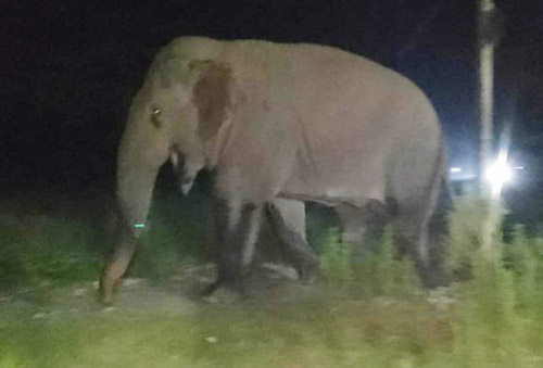 जंगली हात्तीको आक्रमणबाट एक बृद्धको मृत्यु