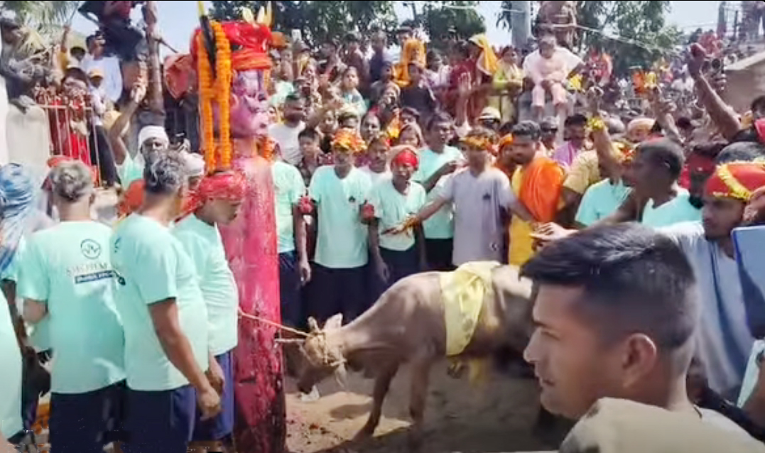 कंकालिनि मन्दिरमा विगत तीन वर्षदेखी राँगा बलि प्रदान घट्दो, यस वर्ष गत वर्षको तुलनामा ७५ वटा बली घट्यो