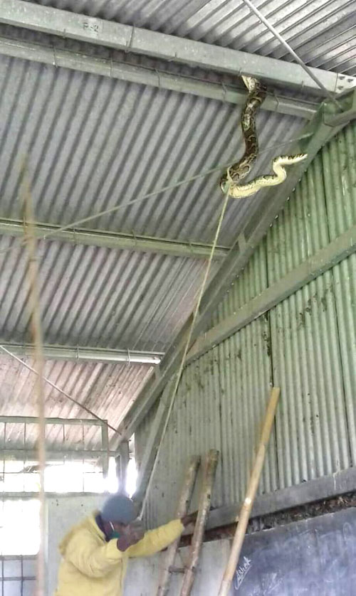 शिक्षक बस्ने कोठा भित्र अजिङगर फेला