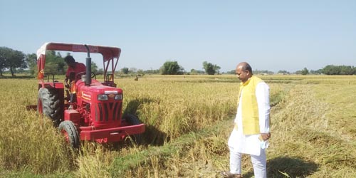 तिलाठी कोइलाडी गाउँपालिकाद्वारा निःशुल्क धानबालीको कटान सुरु