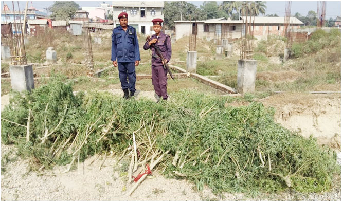 एक हजार दुई सय गाँजा बोट नष्ट