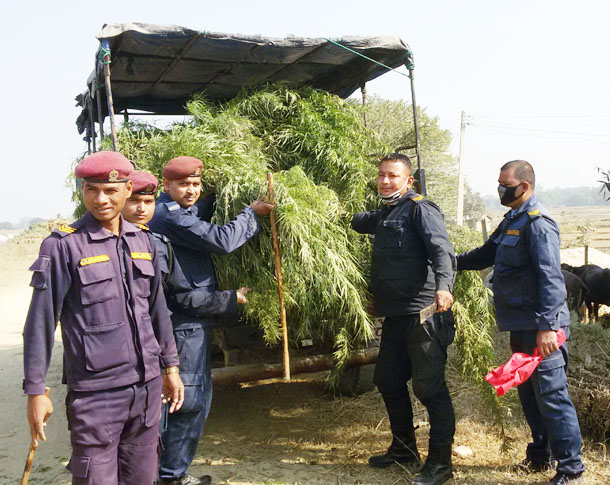 प्रहरीद्वारा गाँजा फडानी गरी नष्ट 
