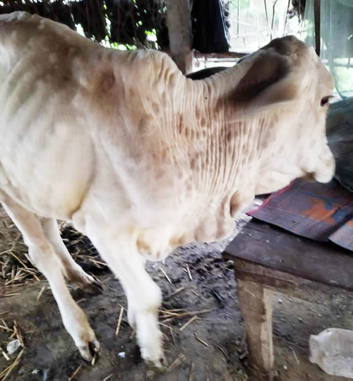 अज्ञात रोगले मर्न थाले पशुचौपाया 