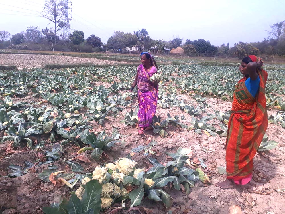 बिपन्न परिवारका बालबालिकाका लागी तरकारीखेती प्रभावकारी बन्दै