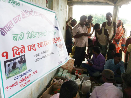 बाढी प्रभावित बनरझुलामा ६ सय ४७ पशु चौपायाको प्राथमिक उपचार