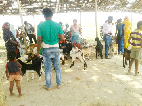 पोर्ताहामा पारा भेटेरिनरीद्वारा पशु स्वास्थ्य शिबिर