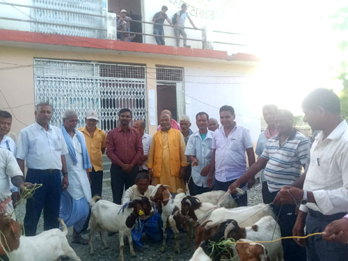तिरहुत गाउँपालिकाद्वारा निशुल्क बोयर क्रस बोका बितरण 