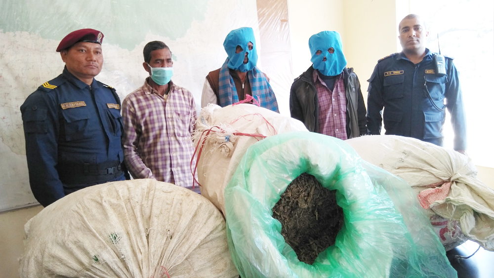 गाँजा तस्करीमा संलग्न एक भारतीयसहित तीन सार्वजनिक