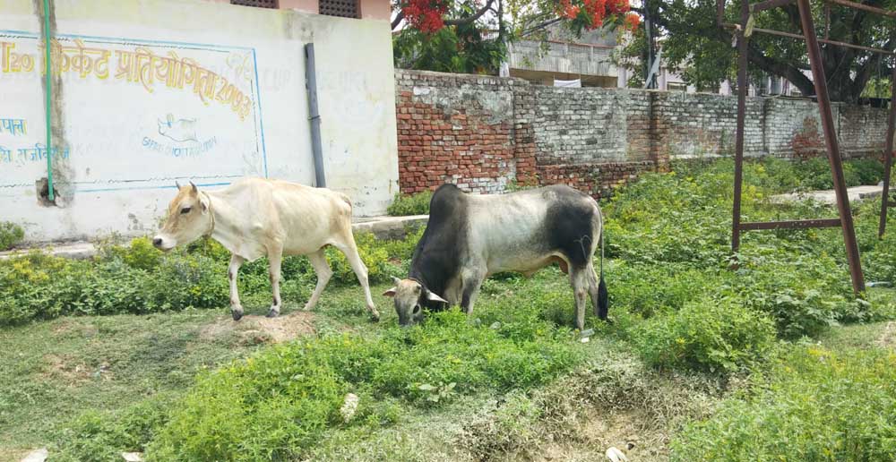 आवश्यक मर्मत एवं संरक्षणको अभावमा  रंगशाला गौचरणमा परिणत