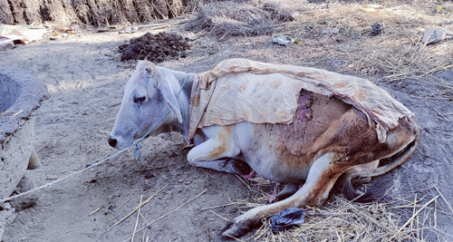 आगलागीमा एक गाई पोलेर घाइते