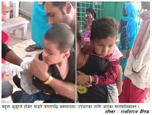 बहुला कुकुरले एकै दिन एक दर्जन भन्दा बढीलाई टोक्यो, घाइते हुनेहरुमा अधिकांश बालबालिका  