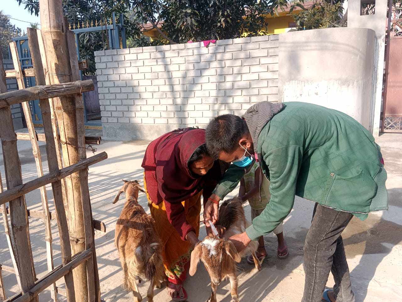 पशुचौपायामा लाग्ने रोग विरुद्ध खोप अभियान सुरु