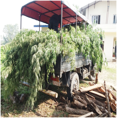 गाँजाका बोटहरु फडानी गर्दै नष्ट