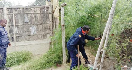 सप्तरी र सिरहामा १३ सय गाँजाका बोटहरु नष्ट