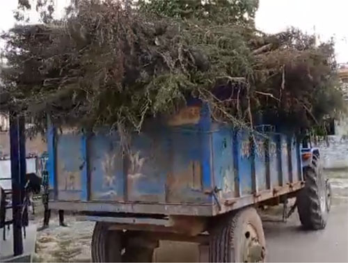 सात हजार ४ सय ६९ गाँजाको  बोट फडानी गरि नष्ट
