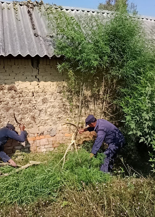 गाँजा खेती फडानी गर्दै प्रहरी